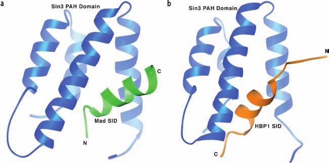 128 S. K. Nair S. K. Burley Fig. 2a, b Ribbon diagram showing a representative conformer of the second Sin3 PAH2 domain complexed with the Sin3 interacting domain (SID) peptide.