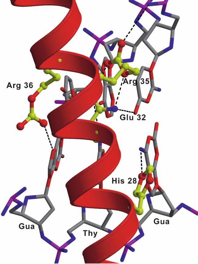 Structural Aspects of Interactions Within the Myc/Max/Mad Network 131 Fig. 4 Ribbon diagram summarizing the DNA contacts made by the basic region of Max.
