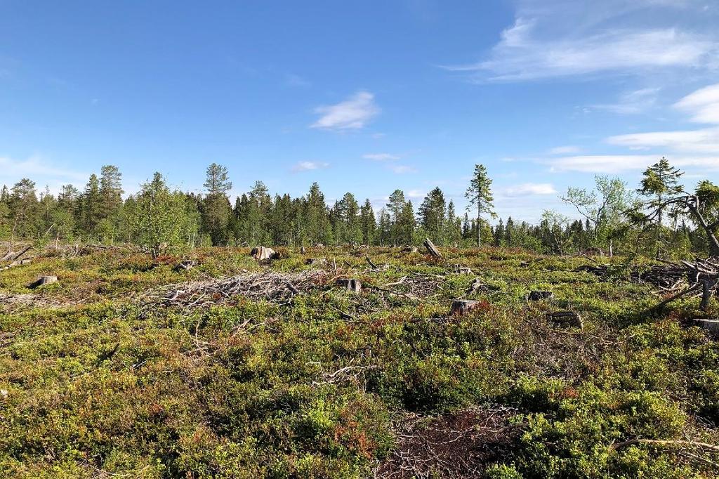 Planområdet sett söderifrån. Skogsmark som gränsar till fastighetens norra delar.