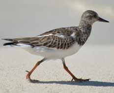 I Sverige finns 150 000 200 000 par. Den finns i hela landet utom längst uppe i norr. Ormvråk Latinskt namn: Buteo Buteo Förutom sparvhök vår vanligaste rovfågel.