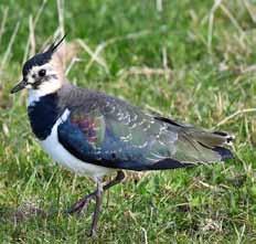 Tofsvipa Latinskt namn: Vanellus Vanellus Har en lång, upprättstående tofs på huvudet och breda vingar som syns i flykten.
