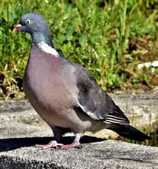 Ringduva Latinskt namn: Columba Palumbus Ringduvan och skogsduvan är Sveriges först anländande flyttfåglar.
