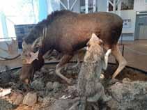 DJURPARKER SOM GÖR SKILLNAD JÄRVZOO Nordens vildmarkspark Djuren i