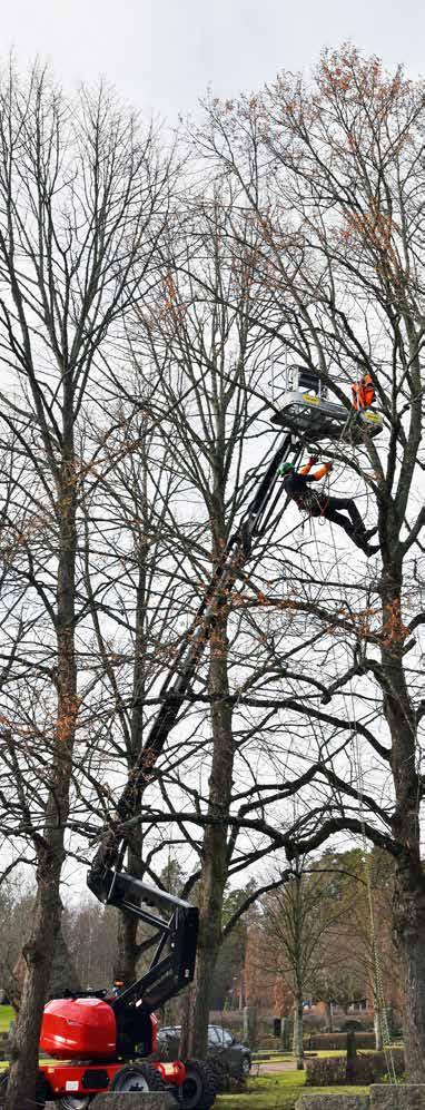 Trädtopparna är Fransmannen Arthur Verseux jobbar hårt med att gallra uppe i trädkronorna, och just här i allén använder TKP Arboristservice skylift för att underlätta.