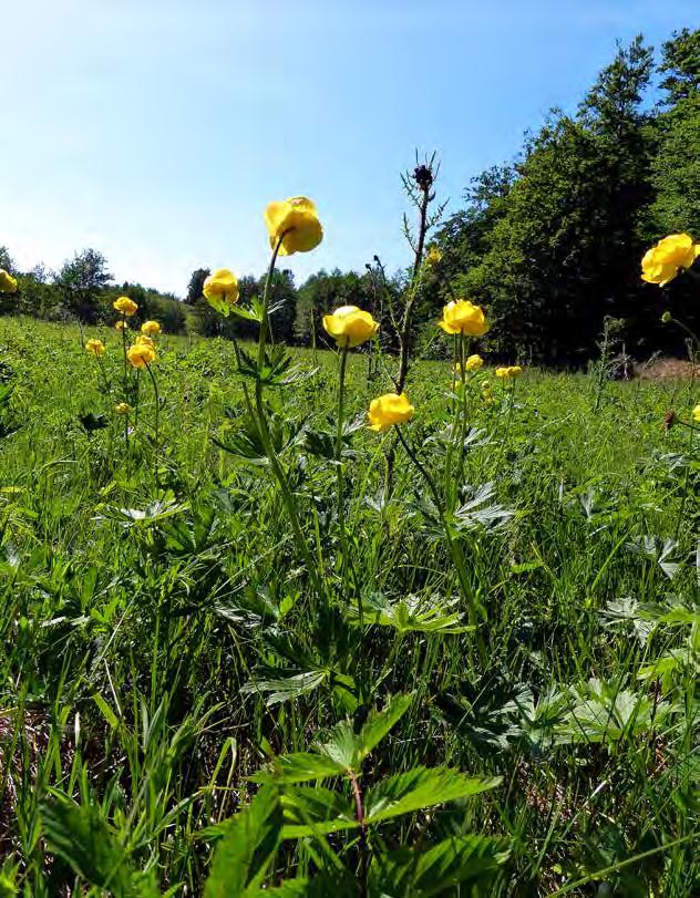 Östarps vilda flora och fauna krister larsson Östarp har ett mångformigt kulturlandskap där samspelet mellan människa och natur är tydligt.