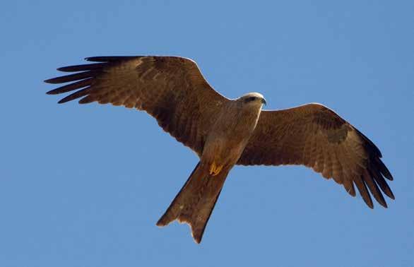 Hussvalor och tornseglare flyger högt över åkerträdorna och fångar insekter åt ungarna som väntar i boet på någon av byggnaderna.