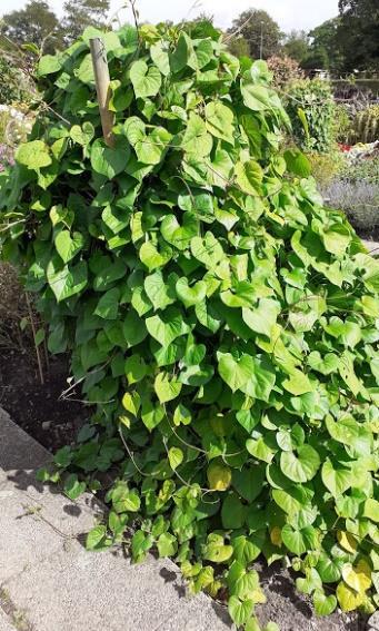 Ligustrum vulgare är en lövfällande sort med mörkgröna ovala blad. 117 Piprankan är en klätterväxt som får stora hjärtformade blad i en frisk grön färg.
