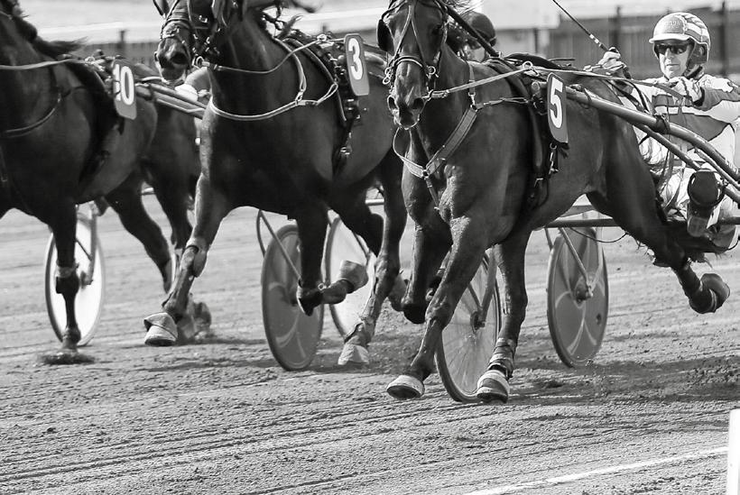 SKÖTARE OCH ELLER TRÄNARE TILL SEGRANDE HÄST SKELLEFTEÅ // M VOLTSTART START 9. AYA m m m,mbr.s.