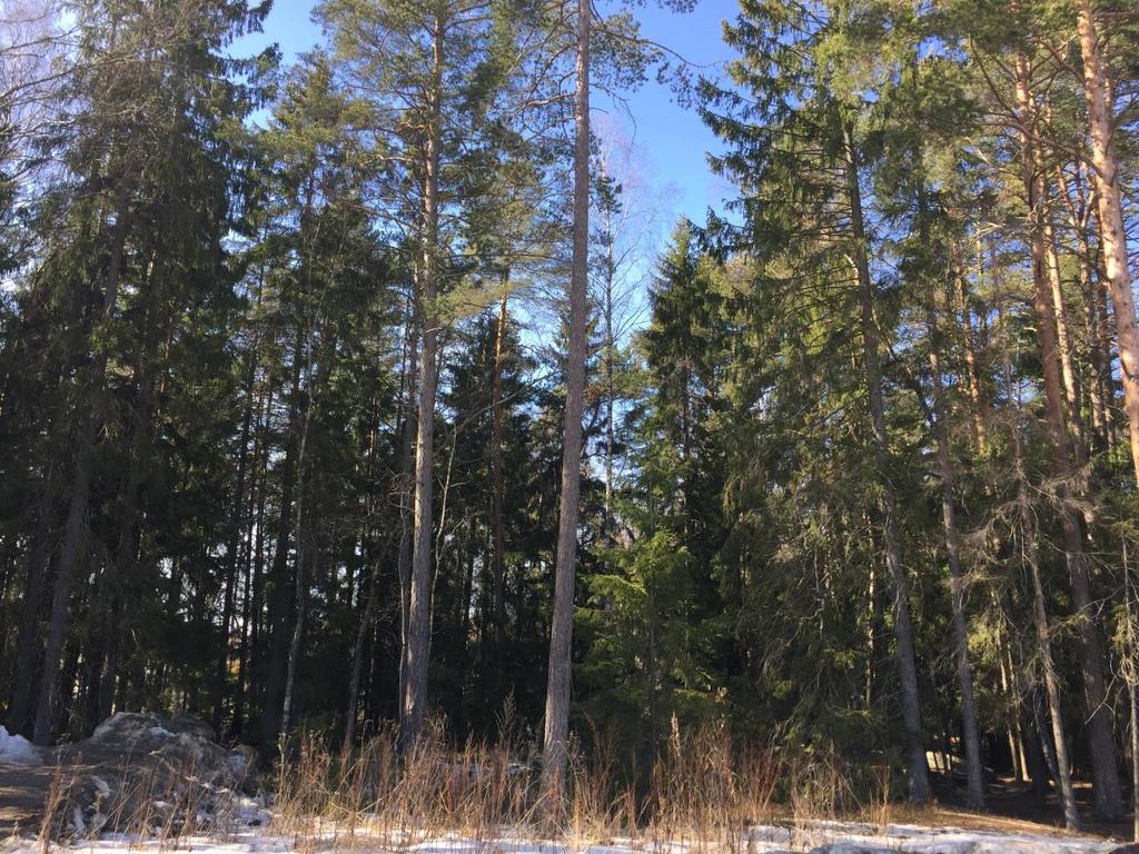 NATUR OCH LANDSKAPSBILD Figur 7. Foto över del av planområdet från Vardövägen. Planområdet utgörs idag av ett mindre skogsparti med blandskog.