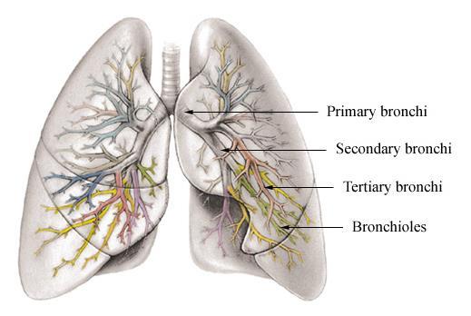 Luftrör/bronker = Bronchi Vid tracheas nedre del delas röret upp i två delar; Två huvudbronker/primära