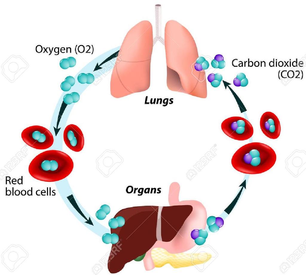 Gasutbyte Syret kommer till alveolerna från inandningsluften via luftvägarna Alveolerna diffunderar syre till kapillärnätet i lungkretsloppet som sedan ska vidare ut till kroppens celler.