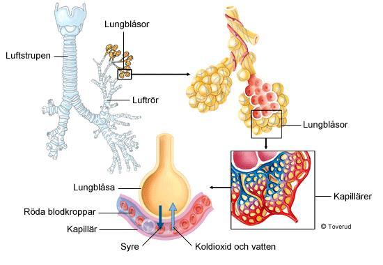 Gasutbytet mellan alveolerna i lungorna och blodkapillärerna kallas för; Extern respiration, yttreeller lungandning Syret från inandningsluften