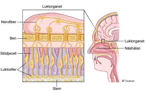 Luktorganet består av sinnesceller som registrerar luktämnen, de sitter samlade i ett litet organ högst upp i nästaket, area olfactoria.