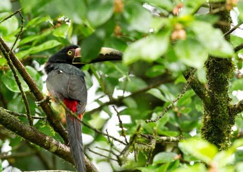 Euphonia men jag har oxå bl a Rufous Motmot, Black cheeked Woodpecker, Gray capped Flycather och White collared Manakin(sidan ovan längst ned till vänster).