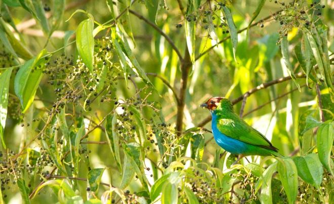 Tillbaka till lodgen är jag skrotar runt och letar reda på lite smått och gott i form av Orange billed Sparrow, Ruddy Ground Dove, Fiery billed Aracari, Rufous breasted Wren samt så hör jag en