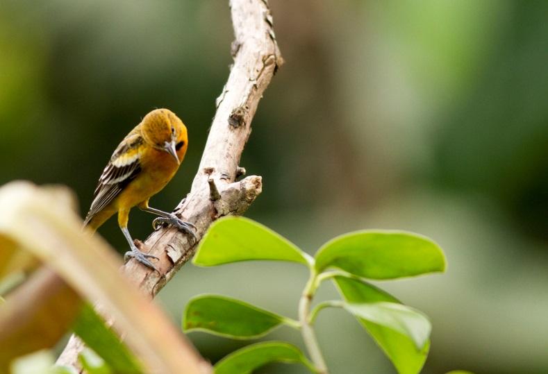 Vid huset ser jag bl a Greyheaded Tanager, White lined Tanager, Yellowthroated Euphonia, Purple crowned Fairy(till vänster) och Smoky brown Woodpecker; i skogen syns inte mycket men jag hör Streak