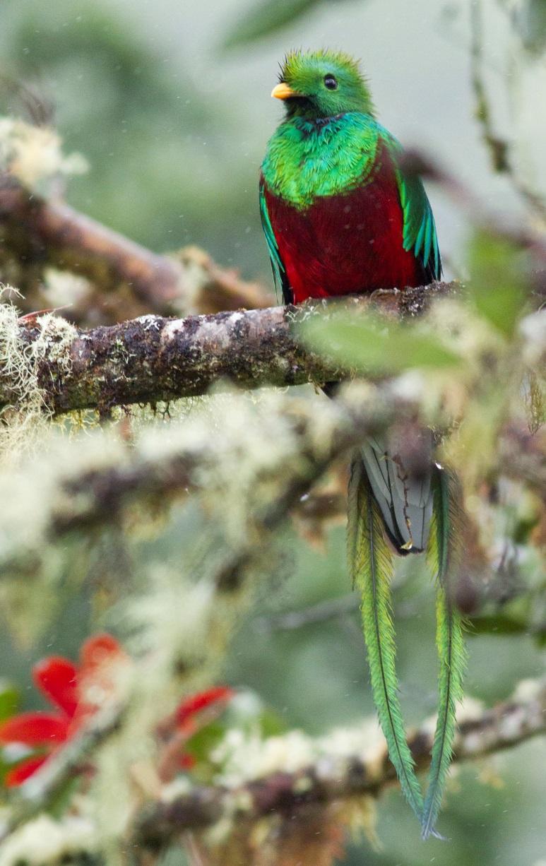 Dagens klo är ett försök att hitta Resplendent Quetzal, en eftertraktad kultfågel där det här inom en kvadratmil häckar ca 10 par, som att leta efter en nål i en regnskog(sic!).