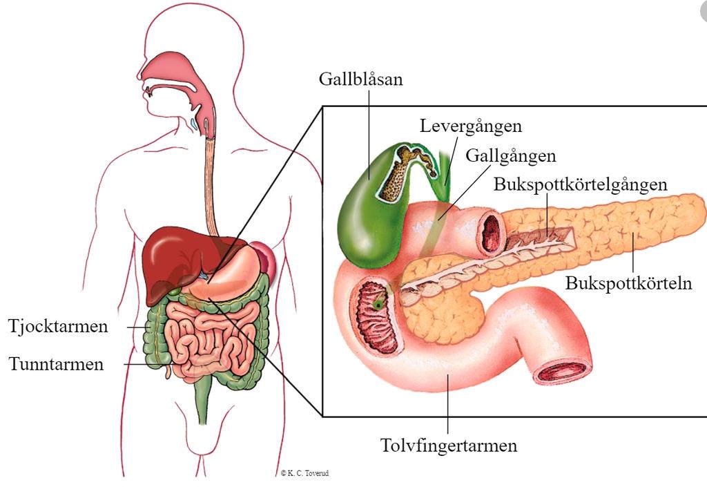 Pankreascancer Bukspottkörteln finns bakom magsäcken. Bukspottet rinner i en gång genom bukspottkörteln. Galla från levern och gallblåsan rinner i en annan gång som passerar genom bukspottkörteln.