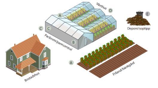 En typisk handelsträdgård (Figur 2) bestod av ett växthus (A) där halterna av bekämpningsmedel kunde vara höga. Växthusen värmdes upp av en oljepanna (B) och oljespill kan därför ha förekommit.