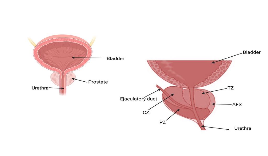 1. Introduction 1.1 The Prostate 1.1.1. Anatomy and Function e prostate is a walnut shaped gland in the male reproductive system as well as a controller for urination and ejaculation switching.