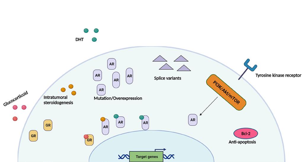 resistant to the hormonal therapy. is stage is defined as castration-resistant prostate cancer (CRPC).