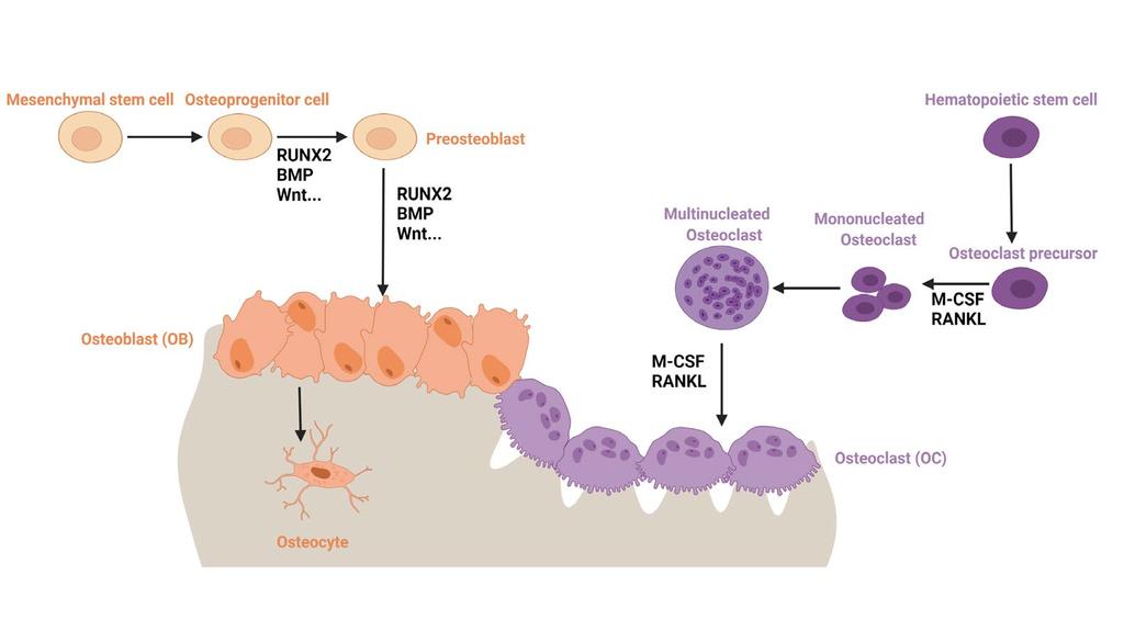 Figure 8. Schematic illustration of the differentiation process of osteoblasts and osteoclasts 1.