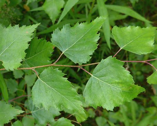 För att särskilja glas- och vårtbjörk brukar några morfologiska kännetecken användas: Bladen vårtbjörk har dubbelsågade blad som är som bredast nära basen medan glasbjörkens blad är