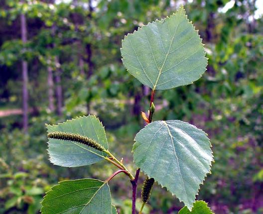 Den nya kemiska metoden baseras på att vårtbjörkens bark innehåller den fenoliska substansen platyphyllosid, vilken saknas i barken hos glasbjörk (Eriksson m.fl. 1996).