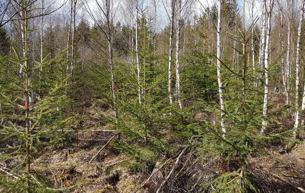 Figur 2:5. Blandbestånd med björk. En lågskärm av björk över gran fungerar bra om granplantorna har svårt att etablera sig p.g.a. frost eller hög markfuktighet.