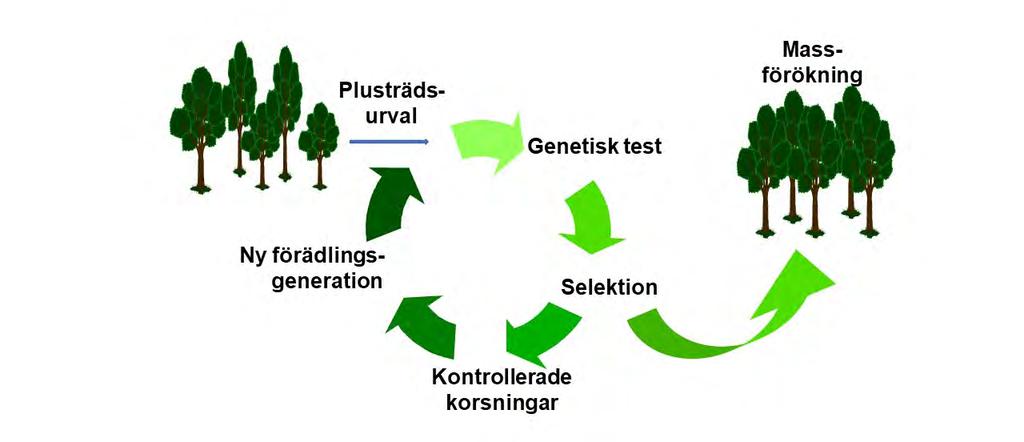 Numera blir alla plusträd av björk testade och de bästa klonerna delas in i sju populationer. I södra och norra Sverige finns de utvalda klonerna arkiverade i krukarkivet i Ekebo och Sävar.