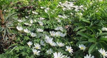 vegetation som gynnar pollinatörer och fåglar i området 6. träd och vegetation som identitetsskapande element i området 7.