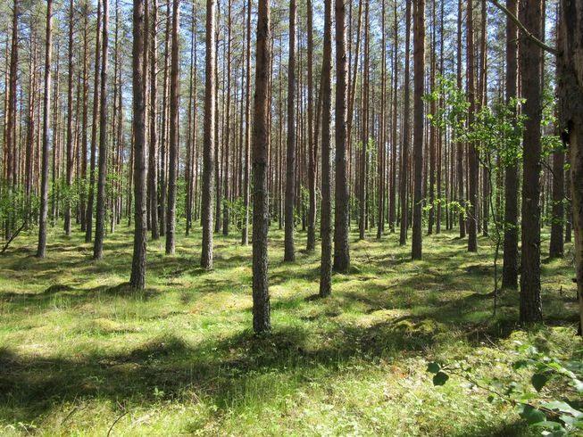 Sandavsatserna präglas av tidigare sandtäktsområden som numera är fyllda med vatten. På området har det funnits några dammar vilkas vattennivå har sänkts.