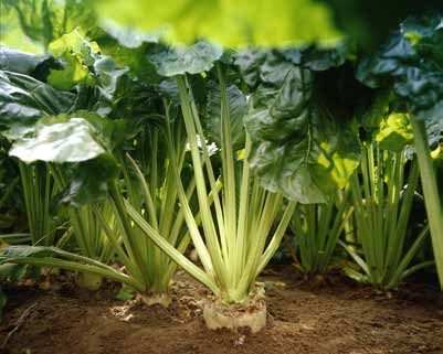 Möjligheter med socker Socker är en produkt med 100 % naturligt ursprung och dess rena söta smak är standarden för alla sötningsmedel.