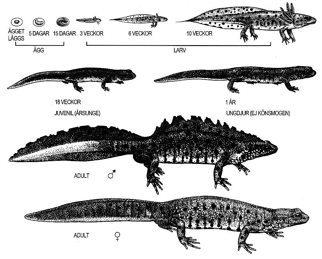 Underarter Före ca 1990 indelades den Palearktiska populationen av större vattensalamander i fyra underarter (Triturus cristatus cristatus, T. c. carnifex, T. c. dobrogicus och T. c. karelenii).