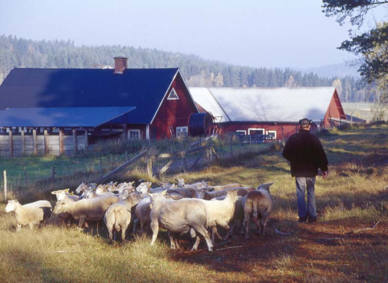 Flushing Tackor med sämre kondition bör få extra foder under minst tre veckor före respektive efter betäckning. Detta för att de då avger ett större antal ägg än de annars skulle ha gjort.