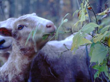 Flockbeteendet är tydligt; såväl bete som vila sker gemensamt. En flock på bete brukar beta under morgontimmarna, vila mitt på dagen, för att åter beta på eftermiddagen och början av kvällen.