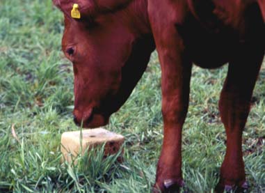 Därför måste du satsa på bra kvalitet och tillräckliga volymer. Nötkreatur bör få salt separat i form av saltsten. Helst ska flera djur kunna dricka samtidigt.