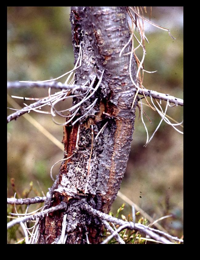 Figur SPS47 Gremmeniella orsakar stamsår. Foto Jesper Witzell.