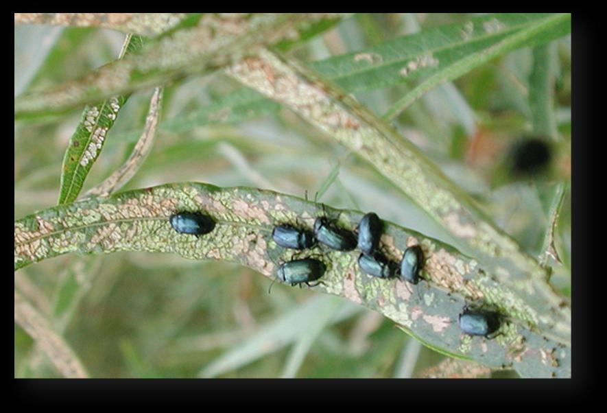 Bladbaggar på vide Förekomst Det finns många arter av bladbaggar som lever på salix 319.