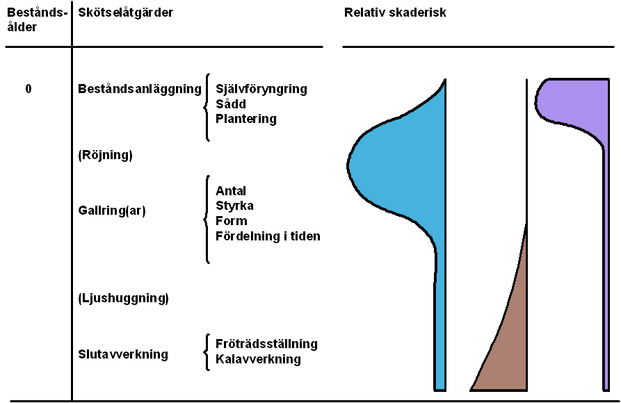 Skogsskötsel för att förebygga och minska abiotiska skador Risken för skador på träd och bestånd varierar under skogens olika utvecklingsfaser (figur SPS75).