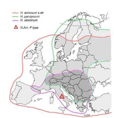 Biologi Tre arter av rotticka har identifierats i Europa, Heterobasidion annosum, Heterobasidion parviporum och Heterobasidion abietinum 35.