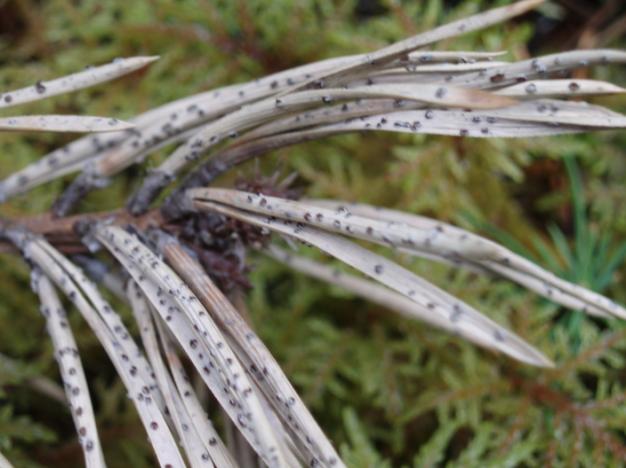 Biologi Denna primära skadesvamp infekterar framför allt frodvuxna friska tallar men kan endast döda de barr som är täckta av snö.