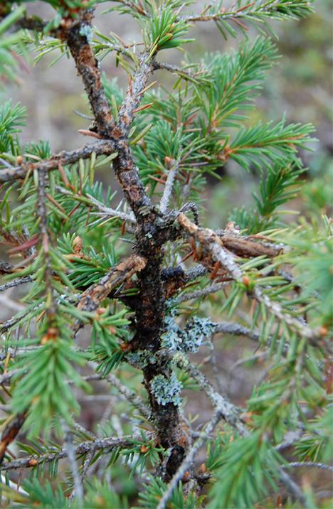 Figur SPS19 Naturligt föryngrad planta med övervallande gnag från snytbagge. Foto Kristina Wallertz. Hyggesvila Hyggesvila innebär att man väntar ett antal år efter slutavverkning innan man planterar.