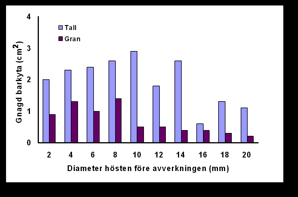 Figur SPS28 Genomsnittlig gnagd barkyta för obehandlade plantor med olika rothalsdiameter första året efter avveckling av skärmträd, jämförelse mellan gran och tall. Efter Wallertz m fl (2005) 94.