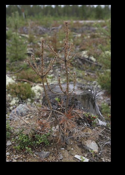 Liten tallstekel Den lilla tallstekeln finns på tallarter i hela landet. Vid kraftiga angrepp kan merparten av barren vissna och dö, vilket medför tillväxtförluster eller att träden dör.