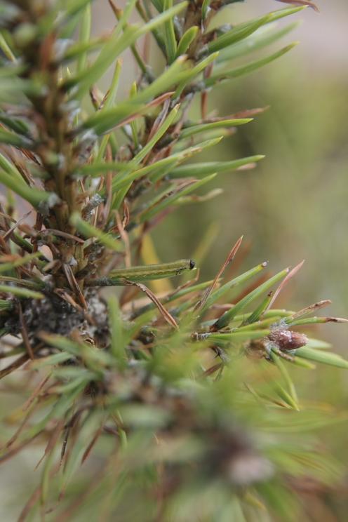 keln. Vanligtvis lägger honan ett ägg per barr, men både två eller tre förekommer ibland. De ljusgula äggen är svåra att se då de ligger helt dolda i separata fickor i barren.