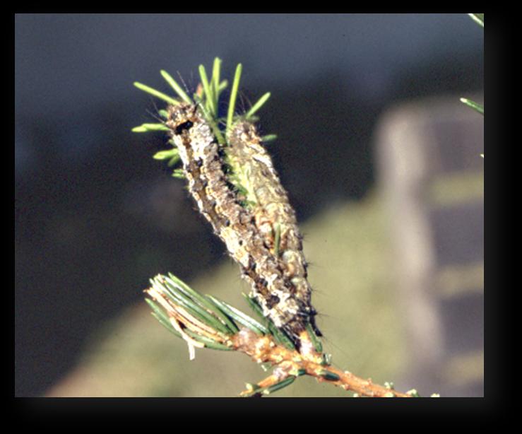 Figur SPS41 Barrskogsnunna, larv. Foto Åke Lindelöw. Skogsskötsel för att förebygga och minska skador Utbrott av dessa insekter kan inte förebyggas.