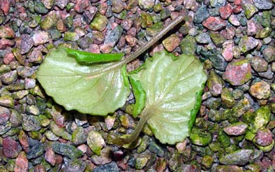 Amerikansk blomtrips är ljusbruna och angriper blommorna hos t ex saintpaulia. Blomtrips är mycket svårare att bekämpa eftersom de gömmer sig inne i blommorna och knopparna.