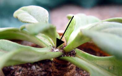 Ullössen sätter sig gärna i plantornas bladveck. Här är det en Chirita eburnea som angripits.