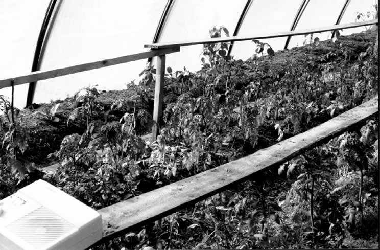 Bild på tidiga tomatplantor i växthuset och kupévärmaren närmast i bild.